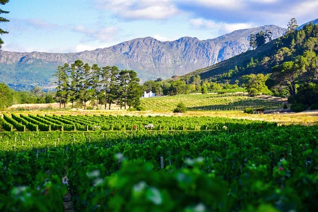 Wine Country