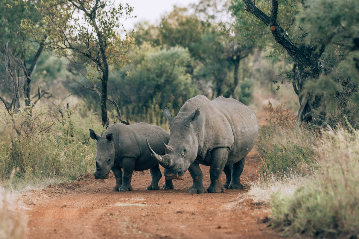 Kruger National Park